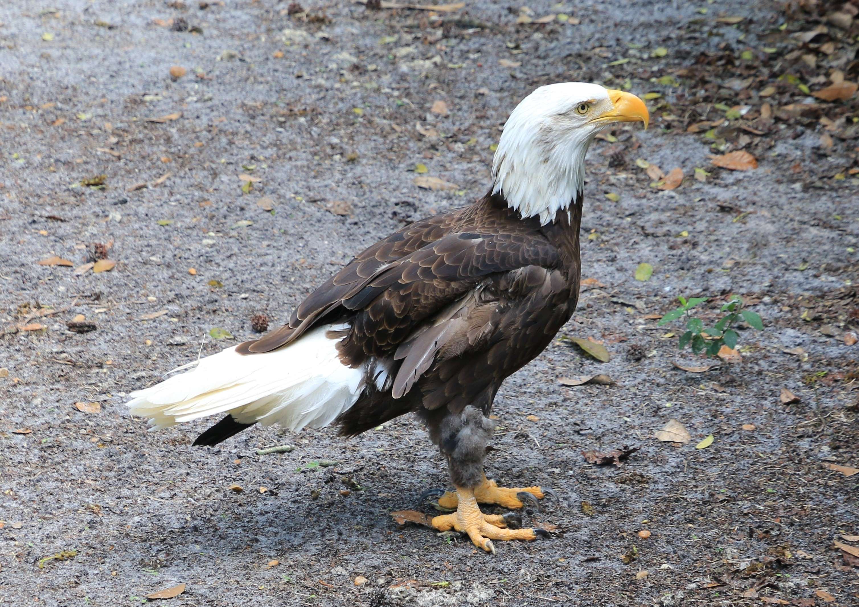 Bald Eagle